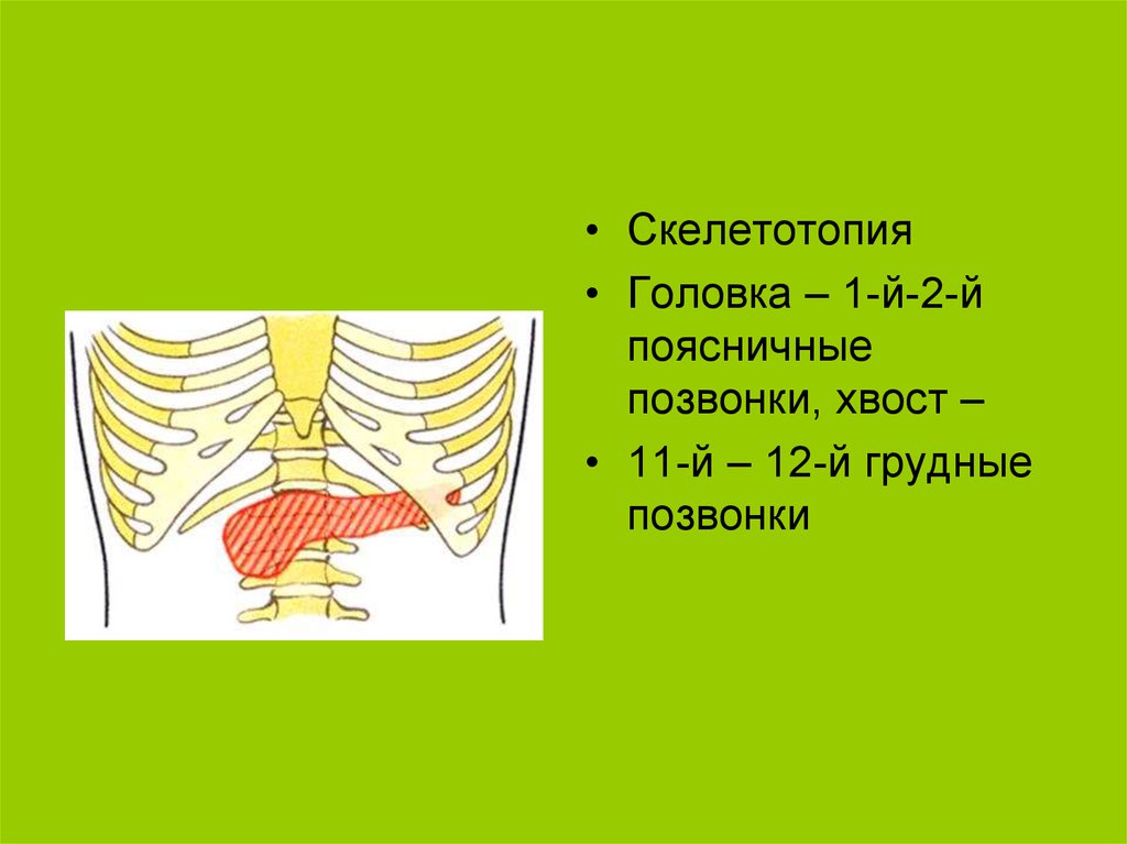 Скелетотопия печени схема