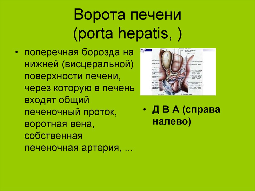 Hepatis перевод с латинского