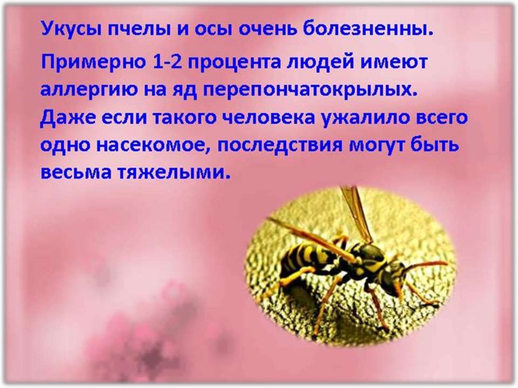 Укусы пчел вред. Важные сведения о пчелах. Доклад о пчелах. Оса описание. Информация о пчёлах осах.