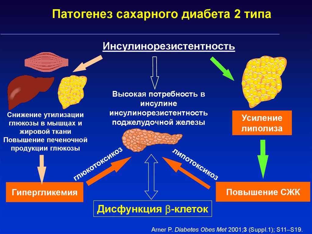 Сд развитие. Патогенез СД 1 типа. Механизм СД 2 типа. Механизм развития СД 2. Этиология и патогенез сахарного диабета (СД 1-го типа и СД 2-го типа).