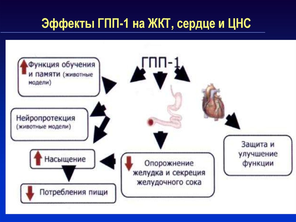 Гпп 1 препараты. ГПП 1 функции. Диабет 1 типа и нервная система. Побочное действие ГПП-1. Эффект ГПП.