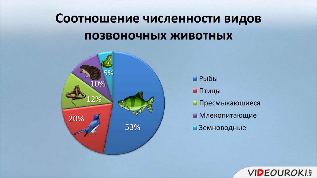 Численность организма. Соотношение видов животных. Численность видов животных. Соотношение численности видов животных. Диаграмма животных видов.