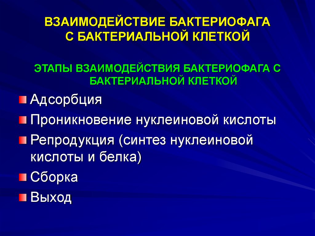 Взаимодействие взаимоотношения. Типы взаимодействия бактериофага с клеткой. Типы взаимодействия бактериофага с бактериальной клеткой. Взаимодействие фага с бактериальной клеткой. Этапы взаимодействия бактериофага с бактериальной клеткой.