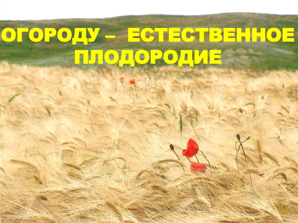 Плодородия 11