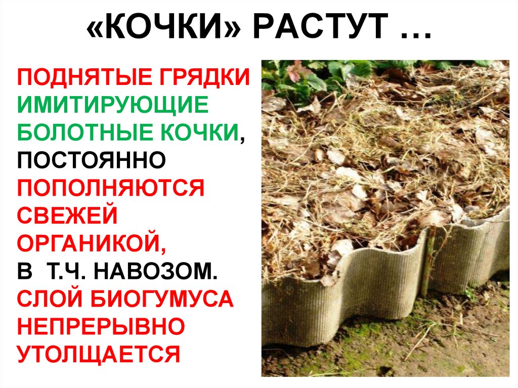 «КОЧКИ» РАСТУТ …