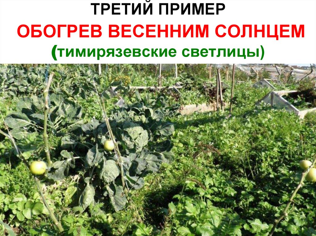 ТРЕТИЙ ПРИМЕР ОБОГРЕВ ВЕСЕННИМ СОЛНЦЕМ (тимирязевские светлицы)