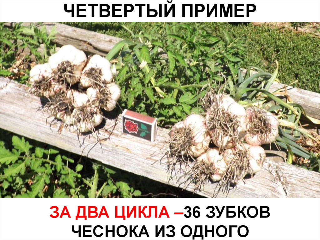 ЧЕТВЕРТЫЙ ПРИМЕР