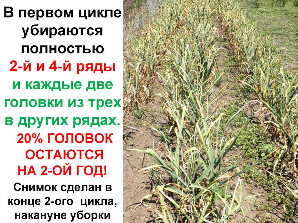 В первом цикле убираются полностью 2-й и 4-й ряды и каждые две головки из трех в других рядах. 20% ГОЛОВОК ОСТАЮТСЯ НА 2-ОЙ