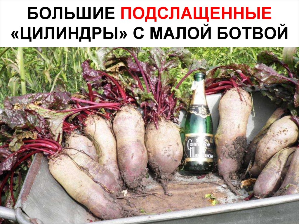 БОЛЬШИЕ ПОДСЛАЩЕННЫЕ «ЦИЛИНДРЫ» С МАЛОЙ БОТВОЙ