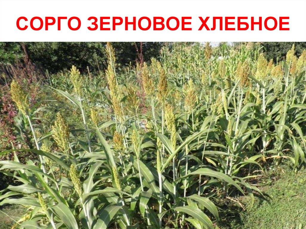 Хлебное сорго 5 букв. Хлебное сорго. Сорго сорняк. Манна с небес в огород Всемогущая сидерация. Сорго крупа.