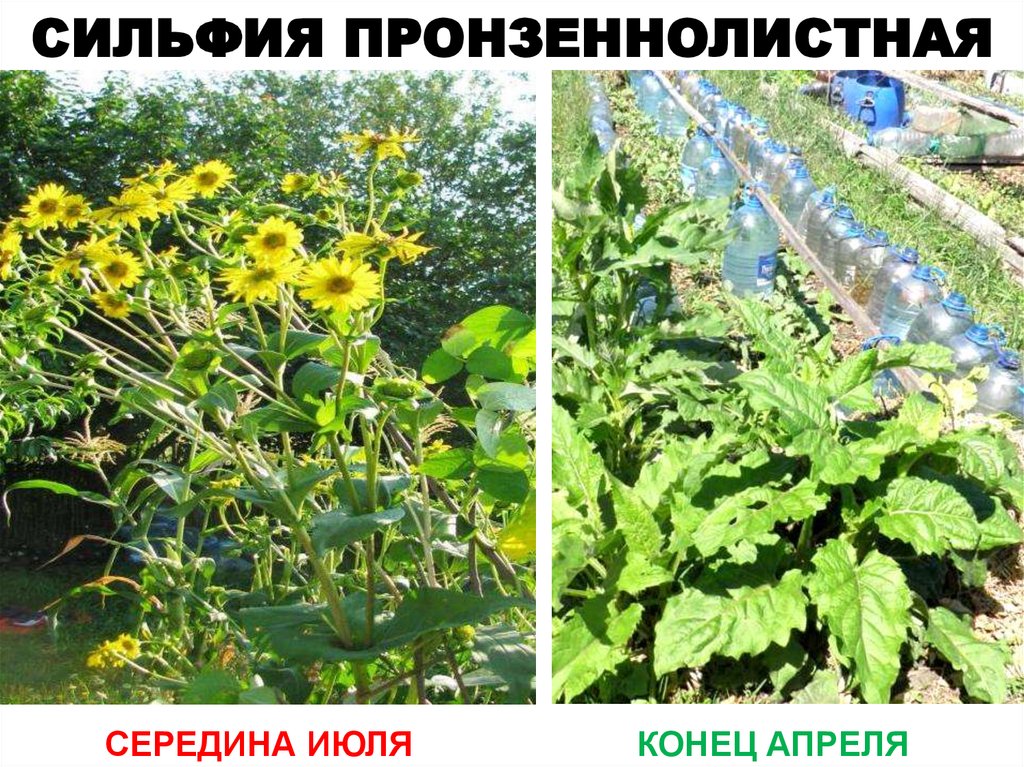 СИЛЬФИЯ ПРОНЗЕННОЛИСТНАЯ