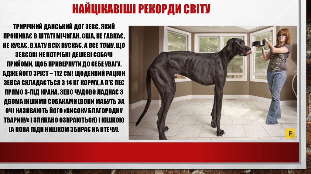 НАЙЦІКАВІШІ РЕКОРДИ СВІТУ