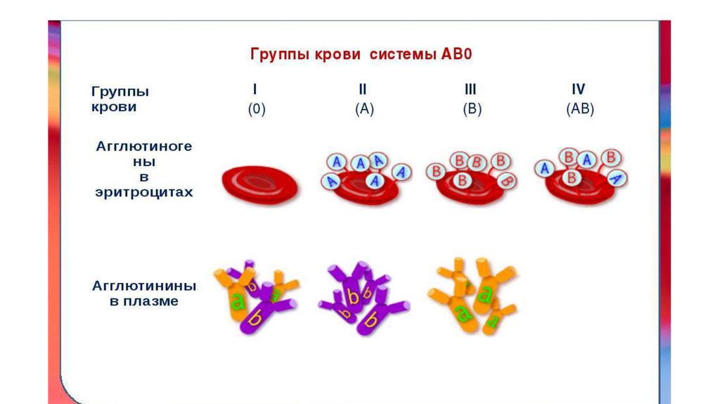 Система або группы крови. Состав группы крови по Abo системе. Классификация групп крови по системе АВО. Генетика групп крови системы АВО. Ген отвечающий за группу крови