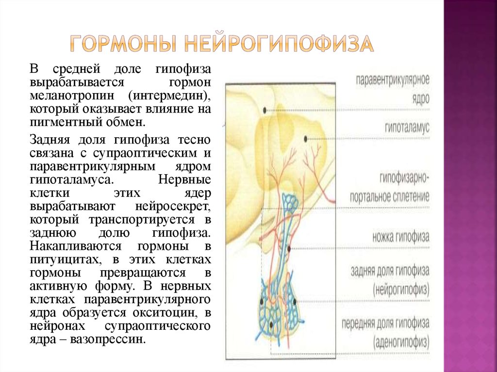 Гормоны нейрогипофиза