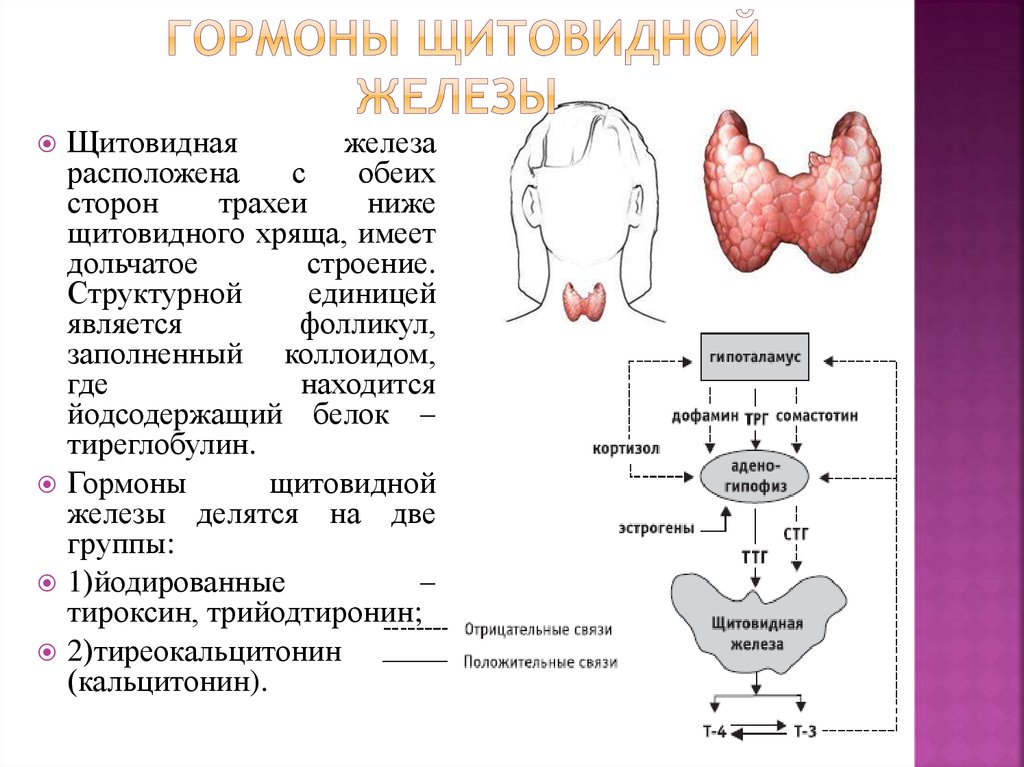 Щитовидная железа гормоны щитовидной железы. Схема выработки гормонов щитовидной железы. Функции гормонов щитовидной железы физиология. Систему регуляции секреции йодсодержащих гормонов щитовидной железы. Таблица железа гормон щитовидной железы.