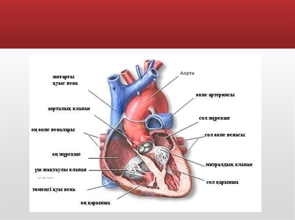 Жүрек құрылысы презентация