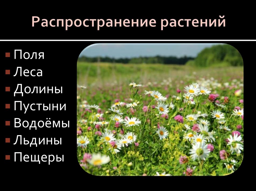 Что такое распространение. Распространение растений. Распространенные растения. Распространенность растения. Распределение растений.