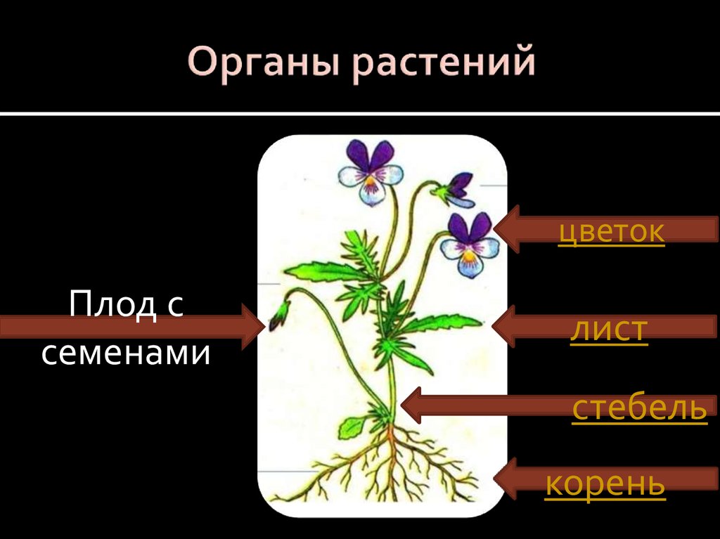 5 органов растений