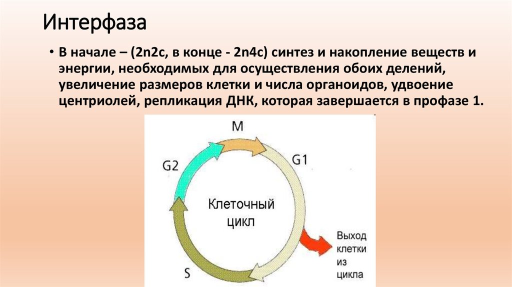 Жизненный цикл соматической клетки. Интерфаза схема клетки и процессы. Периоды клеточного цикла интерфаза. Жизненного цикла клетки процесс интерфаза. Жизненный цикл клетки таблица интерфаза.