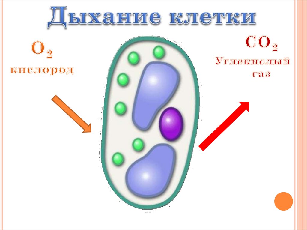 Жизнедеятельность клетки 5 класс. Основные процессы жизнедеятельности семени. К основным процессам жизнедеятельности семени относится. Основные процессы жизнедеятельности семени относится. 1. В период покоя процессы жизнедеятельности у семян прекращаются.