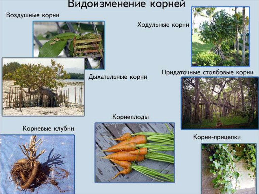 Рассмотрите рисунки 1 2 с изображением видоизменения корня растения как называют данное морковь