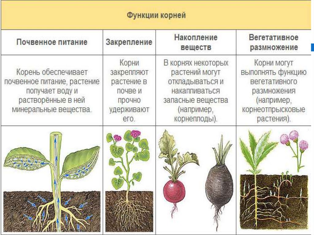 К какому классу относят растение корневая система которого показана на рисунке