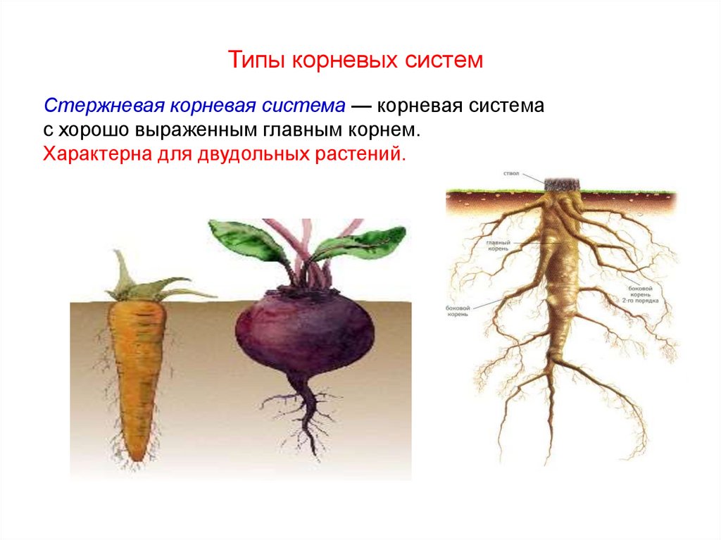 Корень картинка биология