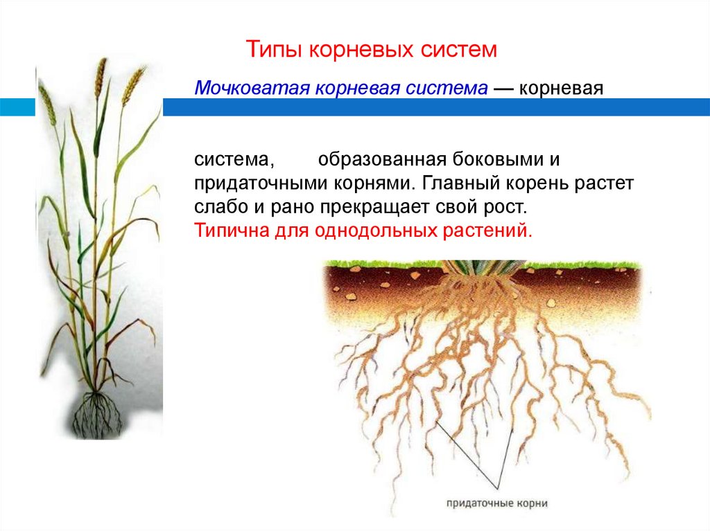 К какому классу относят растение корневая система которого показана на рисунке