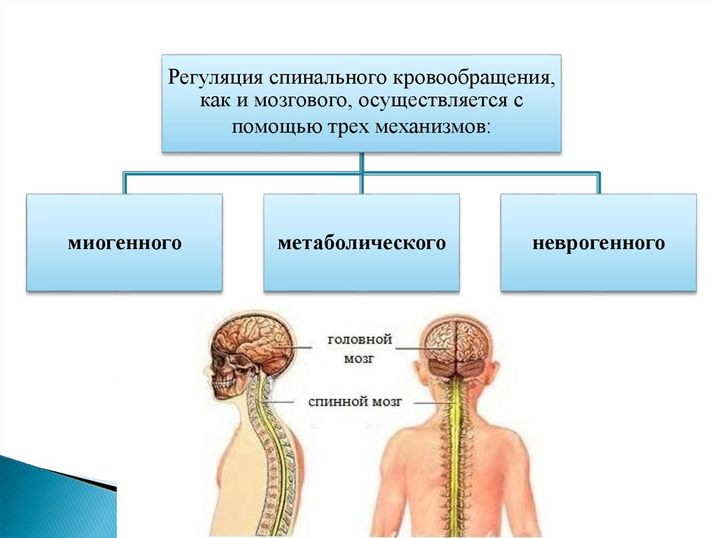 Заболевания головного и спинного мозга. Миогенная регуляция мозгового кровотока. Механизмы регуляции мозгового кровообращения. Головной и спинной мозг.