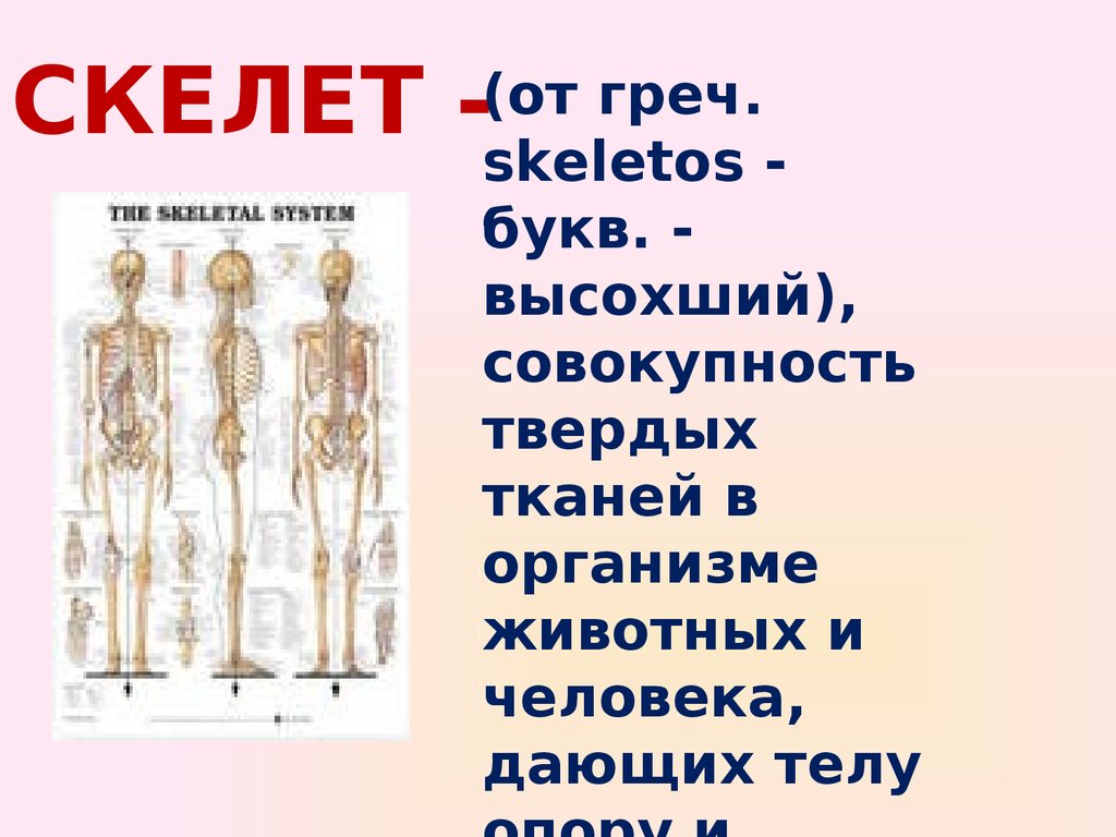 Ткань образующая скелет. Презентация на тему скелет человека. Презентация на тему строение скелета. Скелет человека презентация к уроку. Скелет человека 8 класс биология.