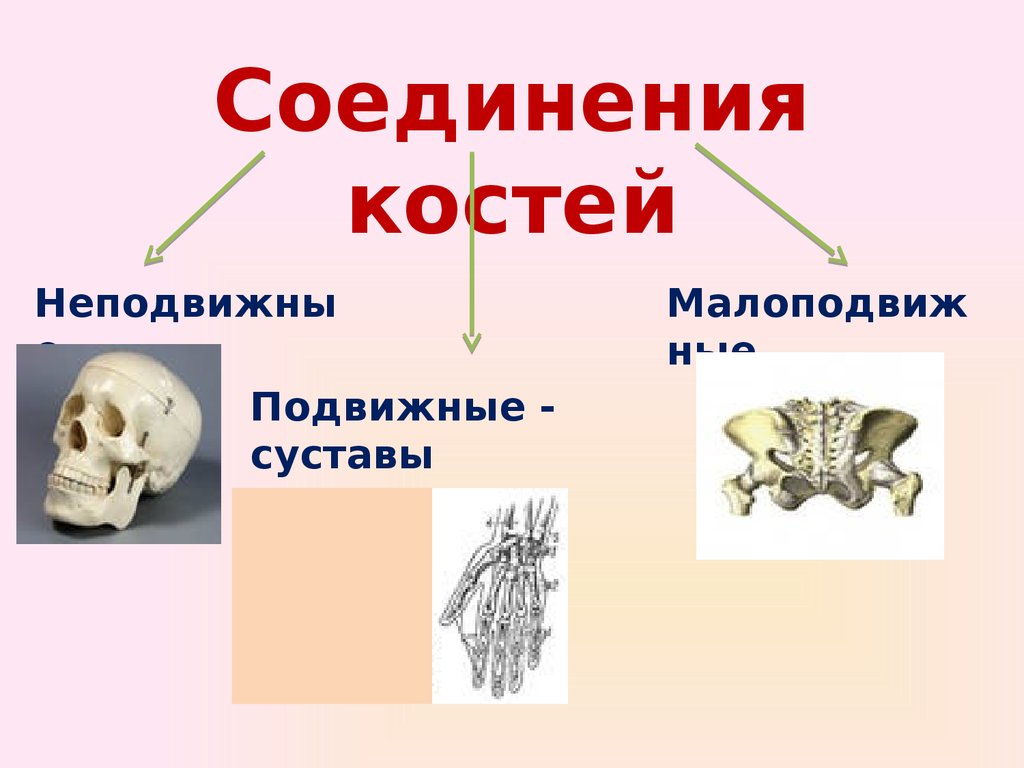 Особенности соединений скелета. Строение скелета соединение костей. Биология 8 кл.соединение костей. Кости для презентации. Кости человека для презентации.