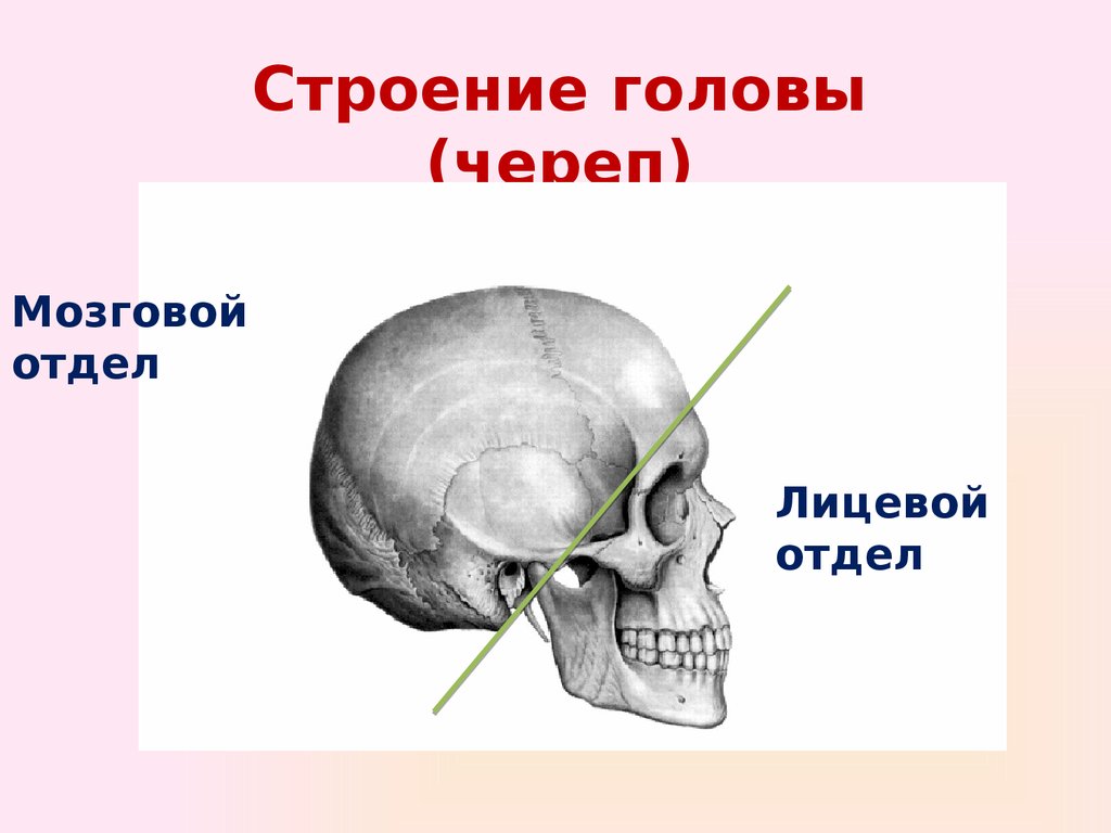 Лицевой скелет черепа. Строение черепа человека мозговой и лицевой отделы. Строение черепа мозговой отдел черепа. Скелет головы лицевой отдел мозговой отдел. Отделы скелета черепа.