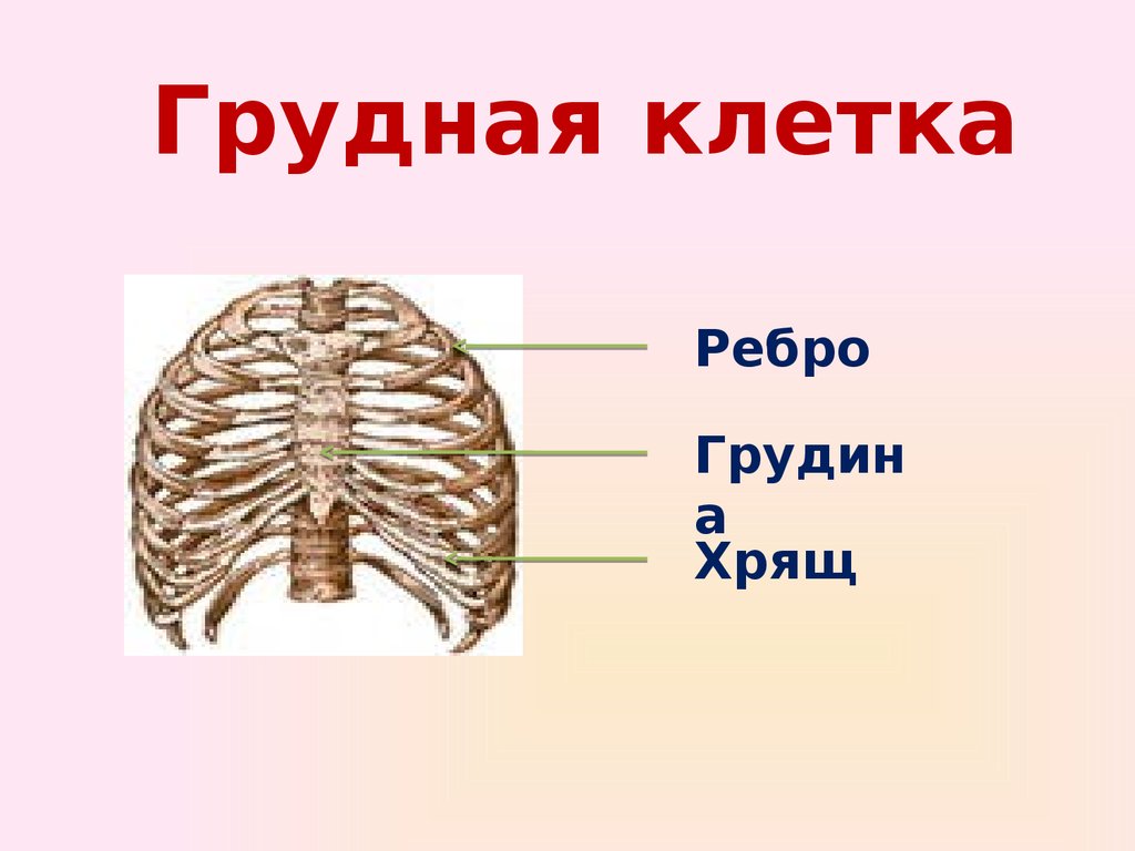 Ребро отдел скелета. Скелет грудной клетки Грудина. Грудина скелет строение. Строение скелета грудной клетки. Строение скелета грудины человека.