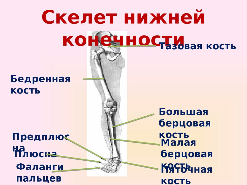 Соединение кости нижней конечности. Скелет нижних конечностей бедренная кость. Бедренная кость и большая берцовая соединение. Скелет нижних конечностей схема. Скелет нижних конечностей типы соединения костей.