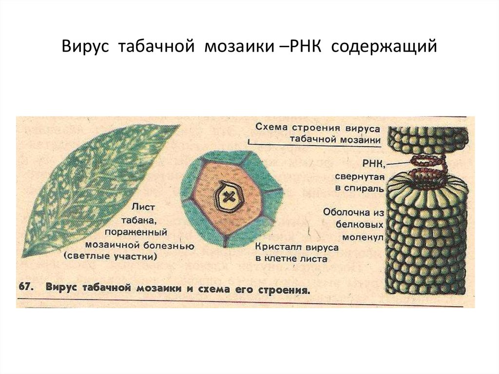 Вирус мозаики. ВТМ вирус табачной мозаики. Листья табака пораженные вирусом табачной мозаики. Строение вириона вируса табачной мозаики. Вирус табачной мозаики строение.