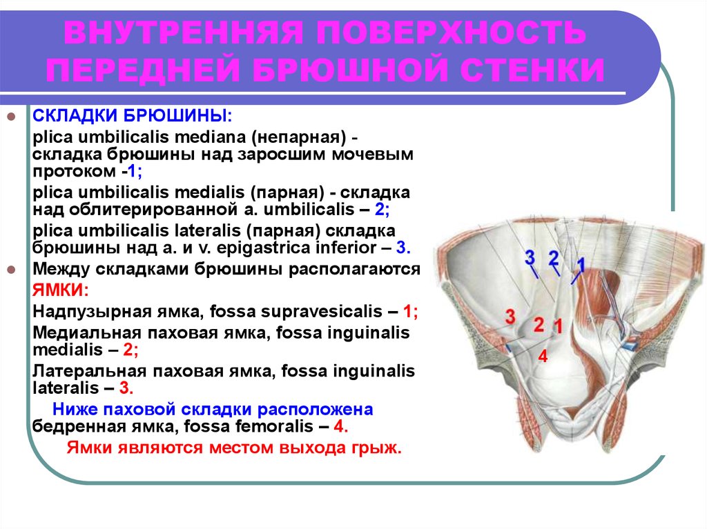 Грыжа брюшной стенки фото