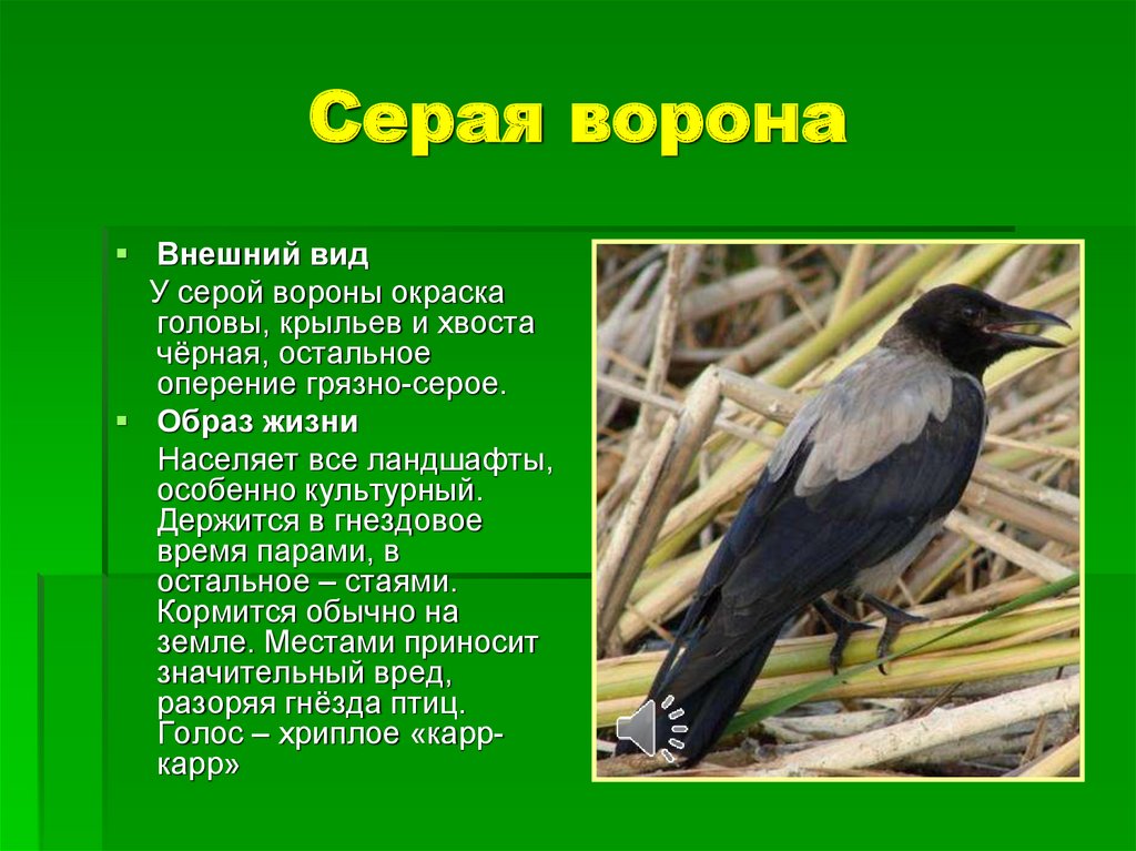 Антропогенные факторы в жизни серой вороны. Описание вороны. Ворона описание птицы. Внешний вид вороны описание. Сообщение о вороне.
