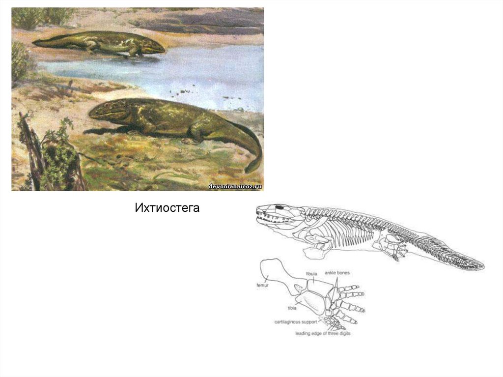 Ихтиозавры стегоцефалы. Ихтиостега Девонский период. Ихтиостега скелет. Ихтиостеги и стегоцефалы. Стегоцефал скелет.