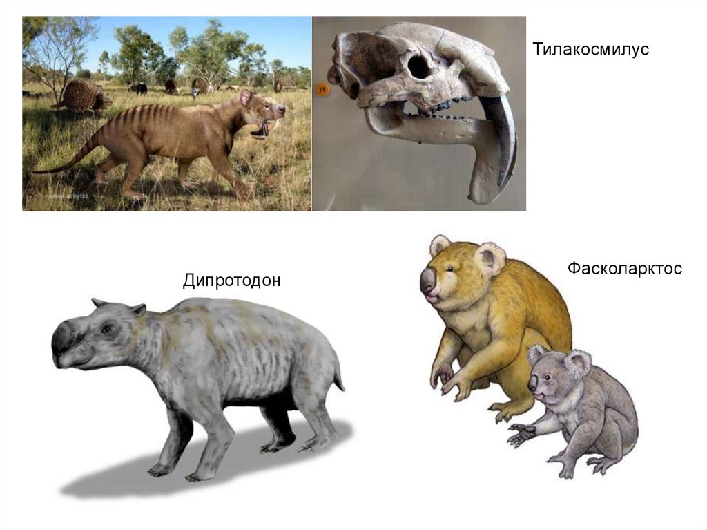 Эволюция питомцев. Дипротодон. Сумчатые животные Дипротодоны. Дипротодон и сумчатый Лев. Дипротодон или 