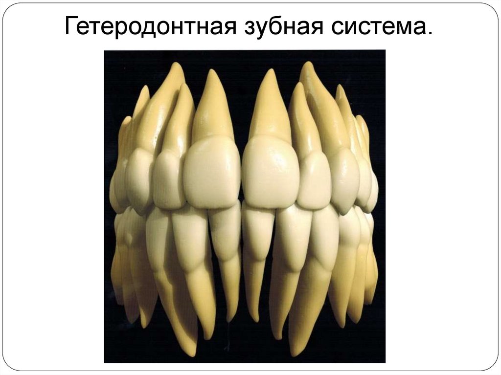 Гетеродонтная дифференцированная зубная система есть у гуся. Гомодонтная зубная система. Гомодонтная зубная система у человека.