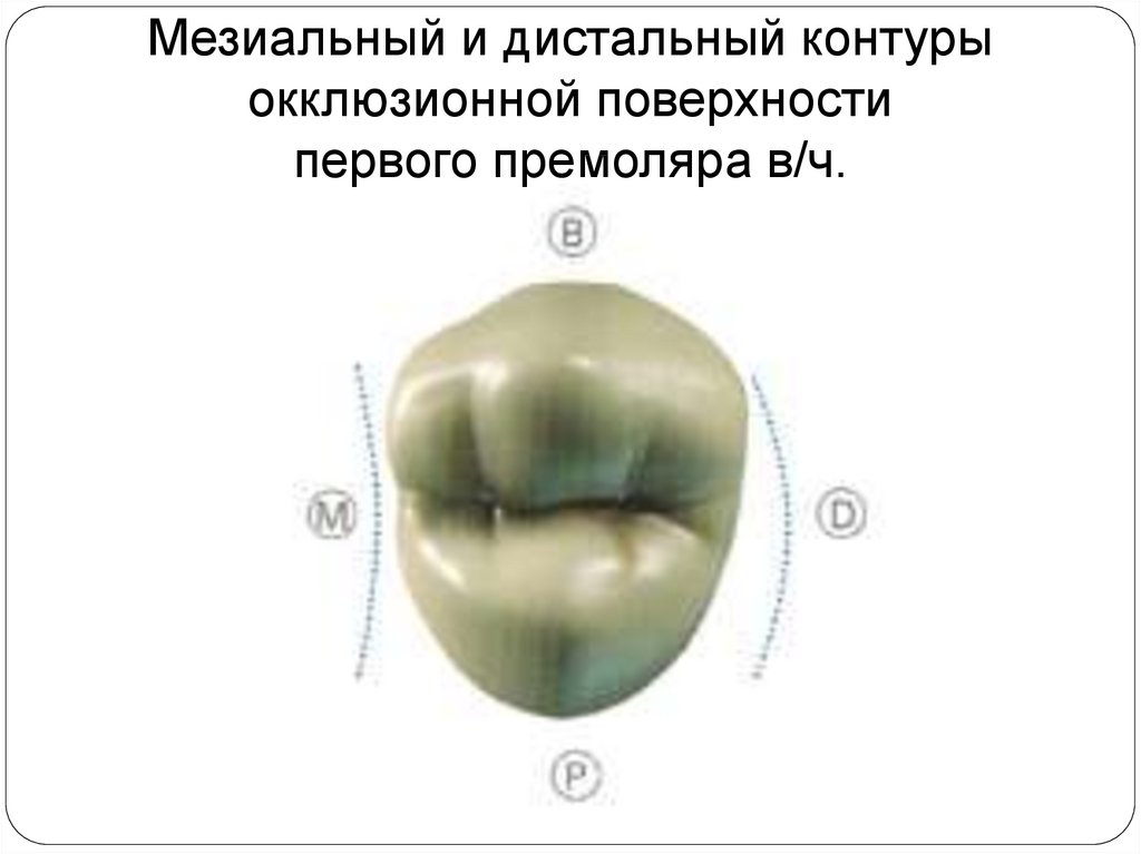 Мезиальная окклюзия презентация ортодонтия