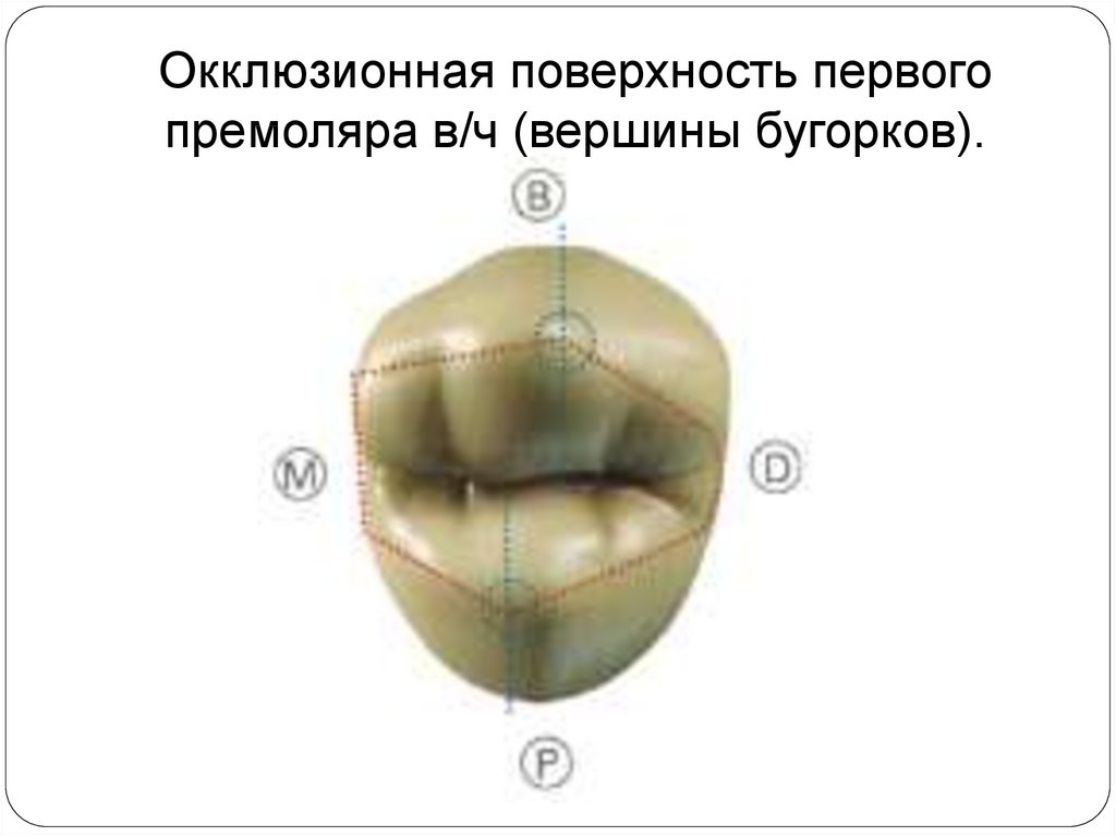 Идеальная схема окклюзионных контактов моляров и премоляров
