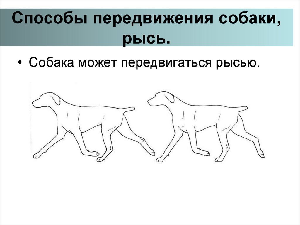 На рисунке показаны маршруты перемещения собаки на кухне к корму 6 в первом случае