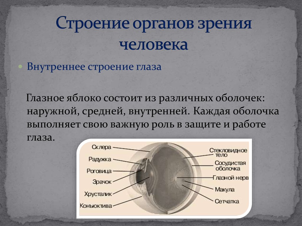 Тест по теме органы зрения. Строение органа зрения. Орган зрения строение глаза. Внутреннее строение глаза человека. Орган зрения анатомия человека.