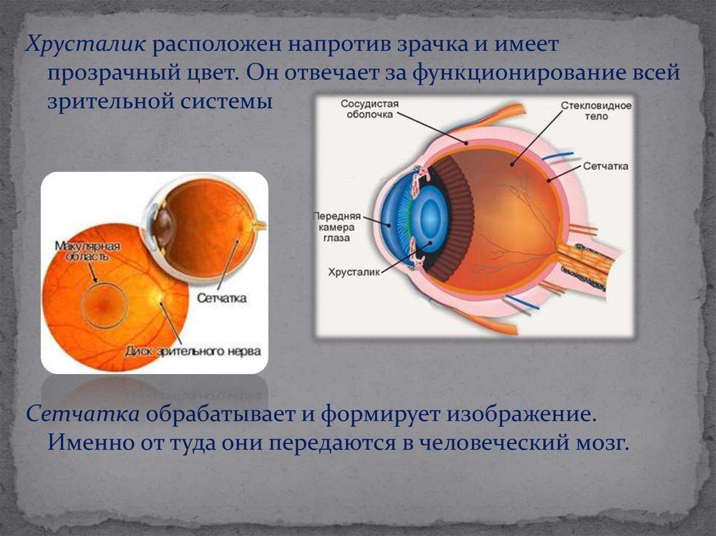 Фокусировку изображения обеспечивает хрусталик зрачок стекловидное тело