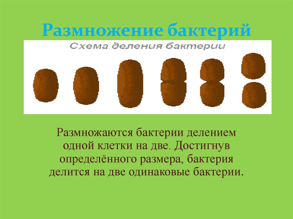 Как размножаются бактерии. Размножение бактерий деление клетки на 2. Размножение бактерий 5 кл. Презентация размножение бактерий. Ка кразмнажаются бактерии.