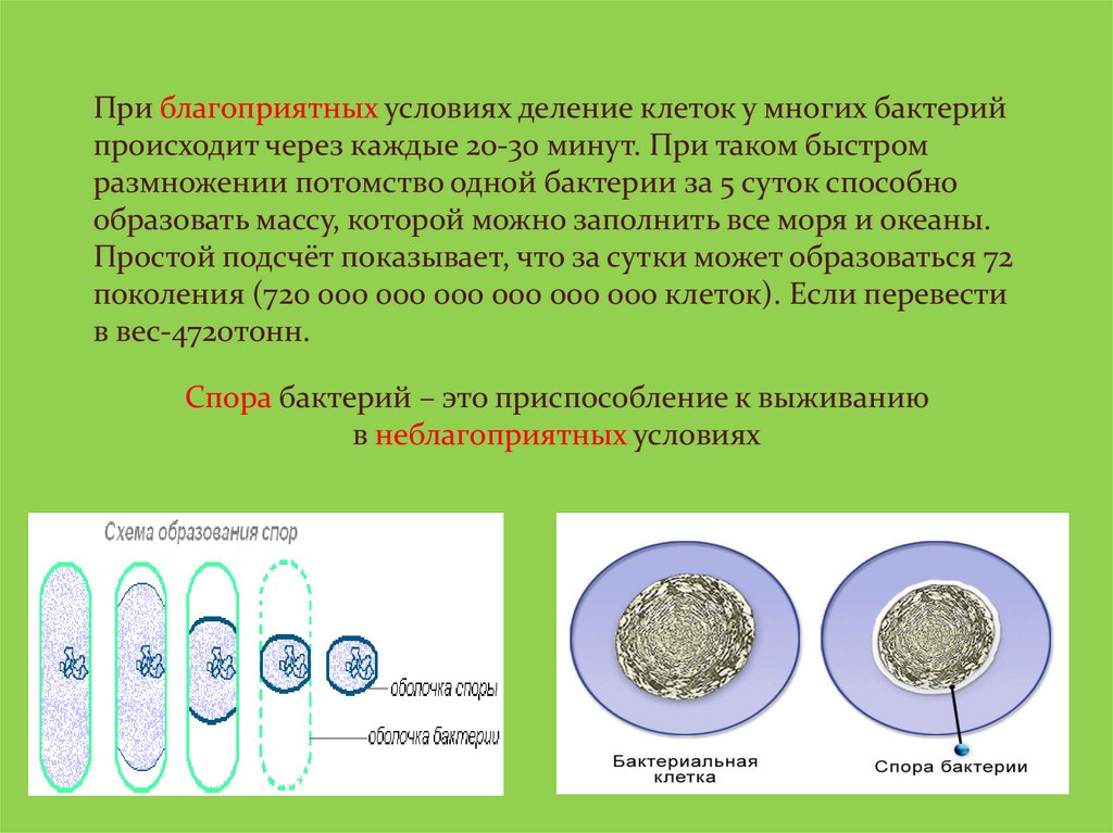 Деление клетки спорообразованием. Деление бактерий. Благоприятные условия для деления бактерий. Клеточные деления микроорганизмов. Размножение бактерий.
