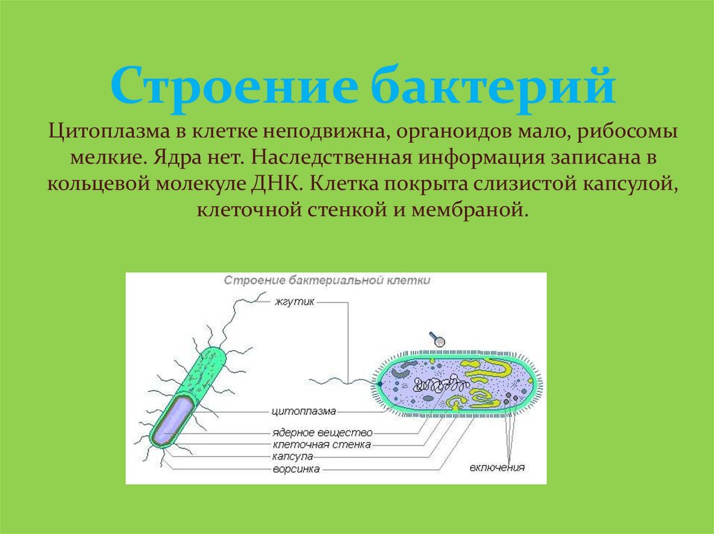 Клетка имеет цитоплазму. Строение цитоплазмы бактерий. Строение клетки бактерии цитоплазма. Функции цитоплазмы бактерий. Строение бактерии органоиды.