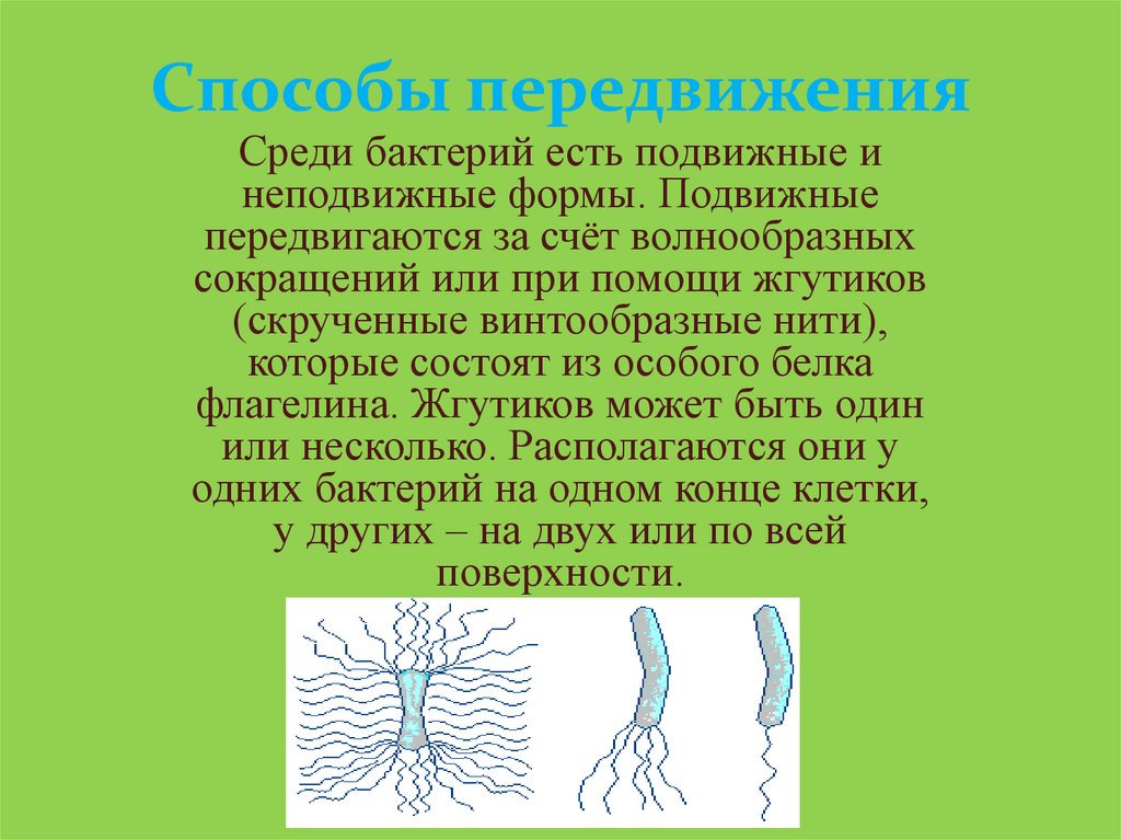 Среди бактерий есть. Подвижные и неподвижные бактерии. Способы передвижения бактерий. Подвижные бактерии передвигаются. Подвижные и неподвижные формы бактерий.