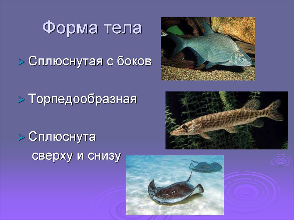 Адаптации водная среда жизни. Приспособления рыб к водной среде обитания. Рыбы приспособлены к водной среде обитания. Формы тела организмов. Форма тела рыб.